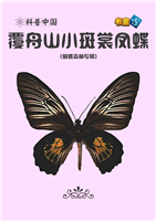 覆舟山小斑裳凤蝶