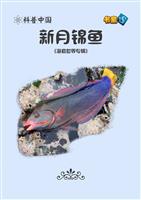 新月锦鱼