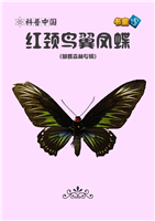红颈鸟翼凤蝶