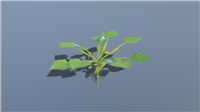 菱角