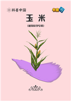 玉米