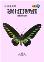 翠叶红颈凤蝶