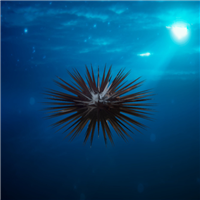 海胆