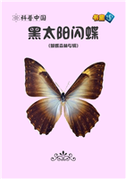 黑太阳闪蝶