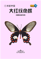 大红纹凤蝶