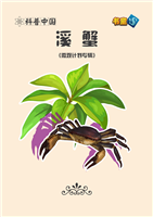 溪蟹