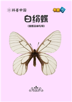 白绢蝶