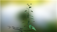 辣椒