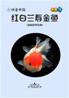 红白兰寿金鱼