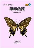 柑桔凤蝶