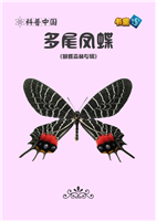 多尾凤蝶