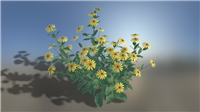 金光菊