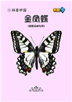 金凤蝶