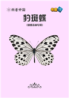 豹斑蝶