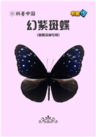 幻紫斑蝶