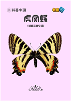 虎凤蝶