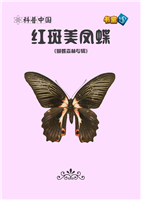 红斑美凤蝶