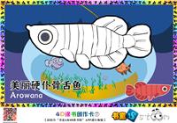 美丽硬仆骨舌鱼