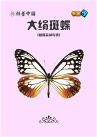 大绢斑蝶