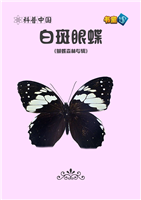 白斑眼蝶
