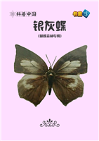 银灰蝶