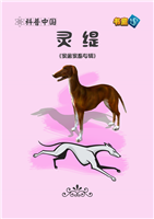 灵缇