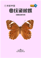 曲纹黛眼蝶