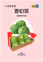卷心菜