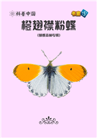 橙翅襟粉蝶