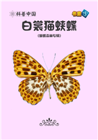 白裳猫蛱蝶