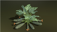 西葫芦