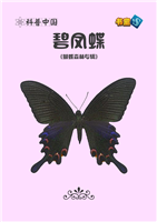 碧凤蝶