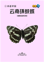 云南环蛱蝶