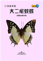 大二尾蛱蝶