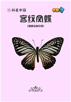 客纹凤蝶