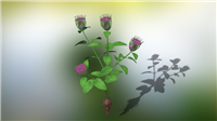 苍术