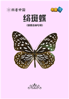 绢斑蝶