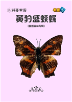 黄豹盛蛱蝶