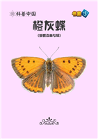 橙灰蝶