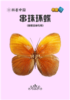串珠环蝶