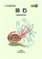 菊石