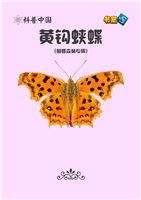 黄钩蛱蝶