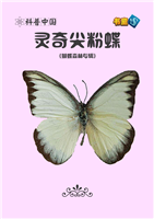 灵奇尖粉蝶