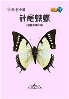 针尾蛱蝶