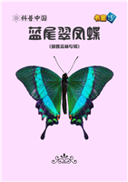 蓝尾翠凤蝶
