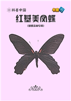 红基美凤蝶