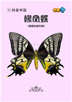 喙凤蝶