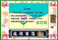 石竹花