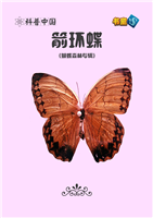 箭环蝶