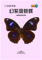 幻紫斑蛱蝶